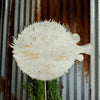 Puffer Fish Art Block - Haven America