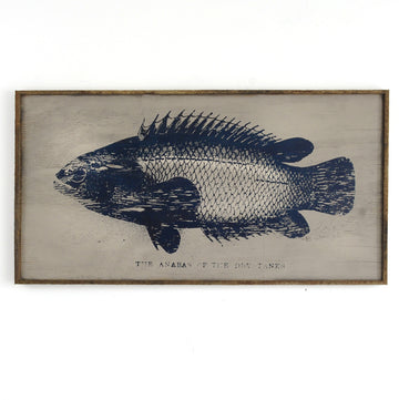 Anabas Fish Wall Art Framed - Haven America