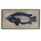 Anabas Fish Wall Art Framed - Haven America
