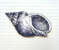 Giant SeaShell No. 02 - Haven America