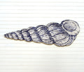 Giant SeaShell No. 04 - Haven America