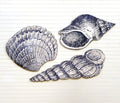 Giant SeaShell Set - Haven America