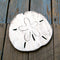 Sand Dollar Wall Art - Haven America