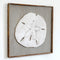 Giant Sand Dollar Framed Wall Art - Haven America