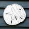 Sand Dollar Wall Art - Haven America