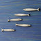 Minnow Fish School Set (5) - Haven America
